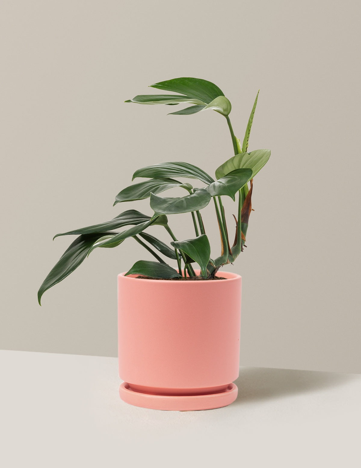 Dragon Tail Plant