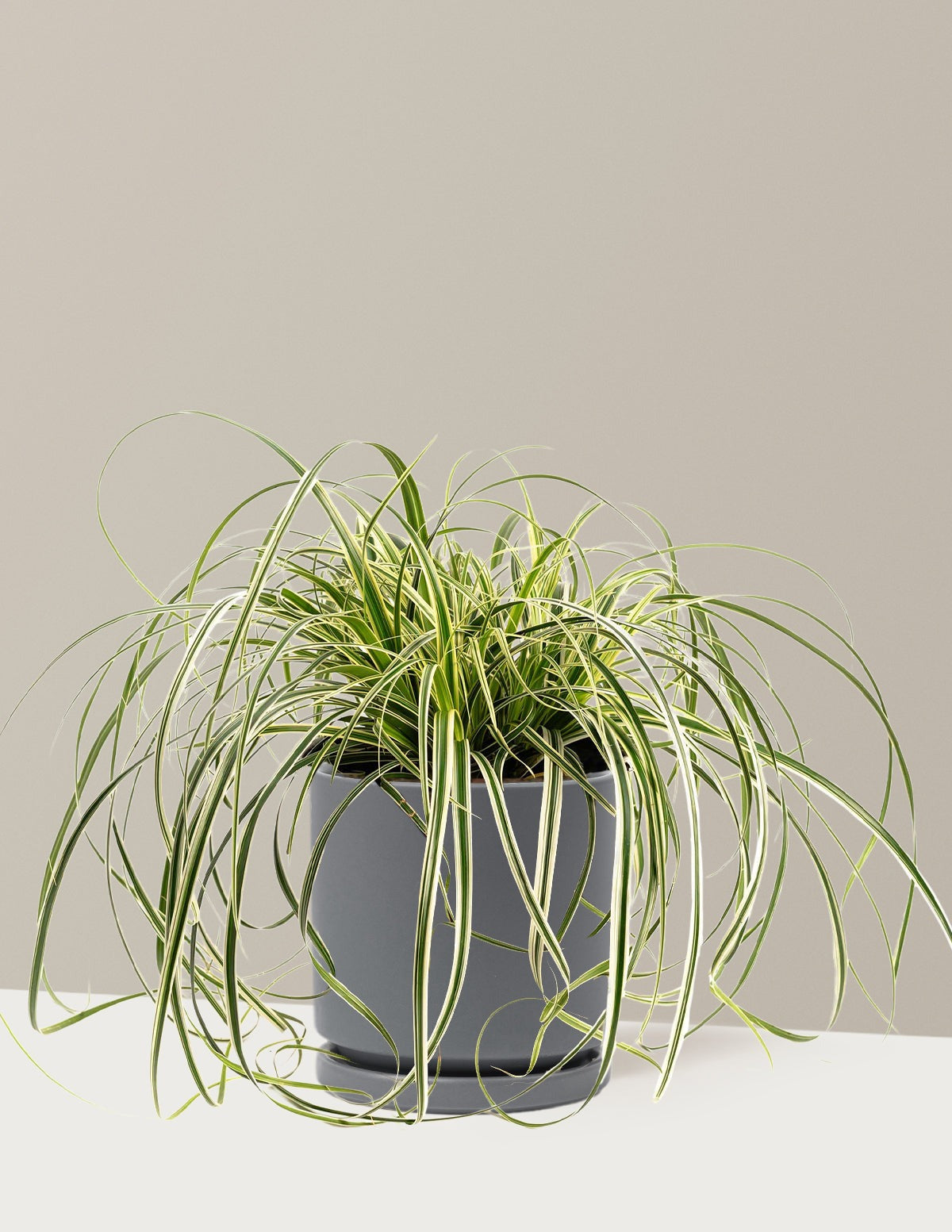 Carex Feather FallsTM