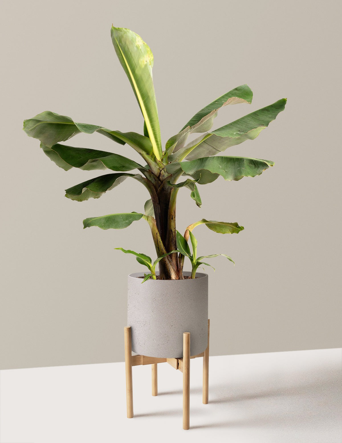 Truly Tiny Dwarf Banana Tree