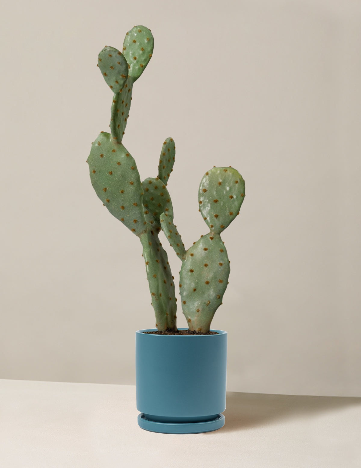 Artificial Cactus