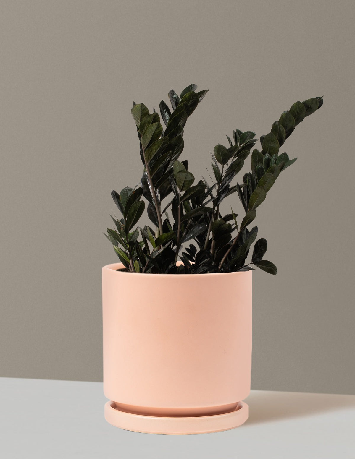 Black ZZ Plant
