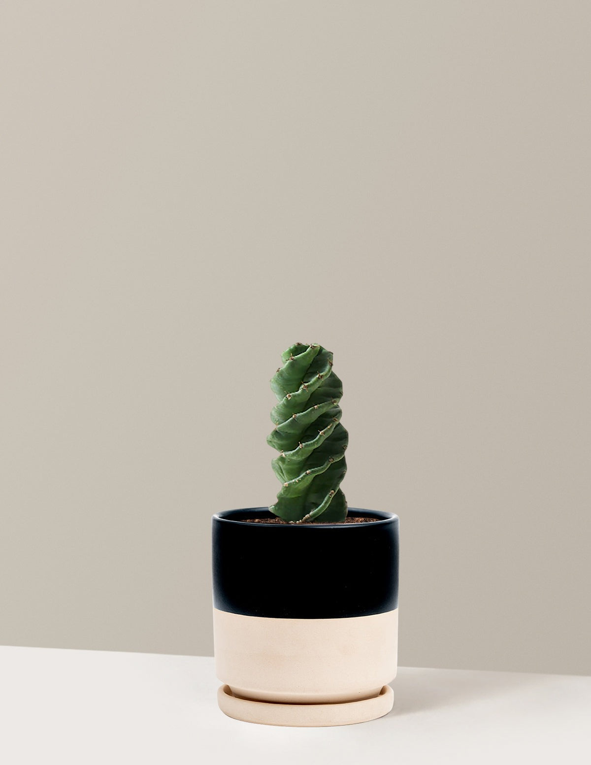 Spiral Cactus
