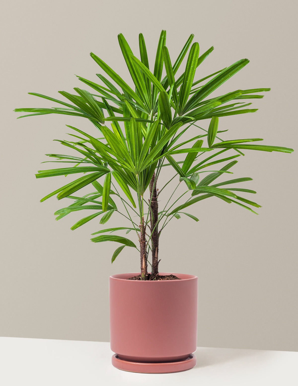 Large Lady Palm