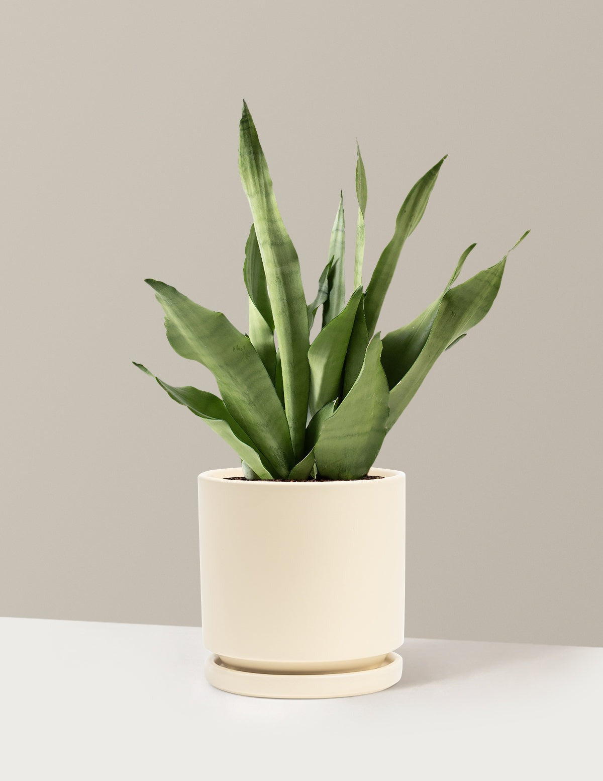Moonshine Snake Plant