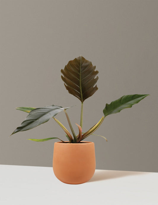 Philodendron Pluto