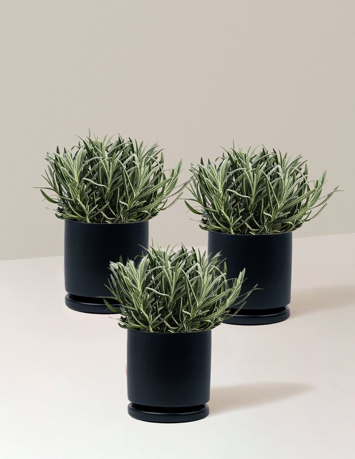 PhenomenalTM Lavender Plant