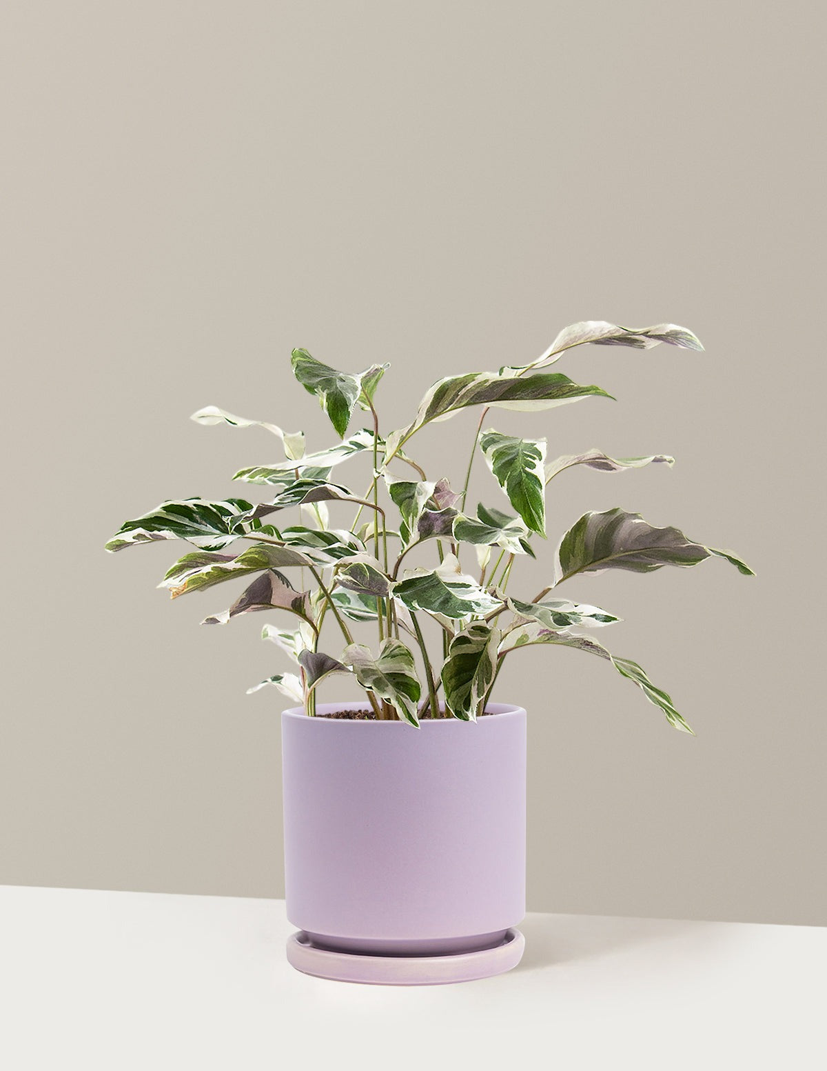 Calathea White Fusion