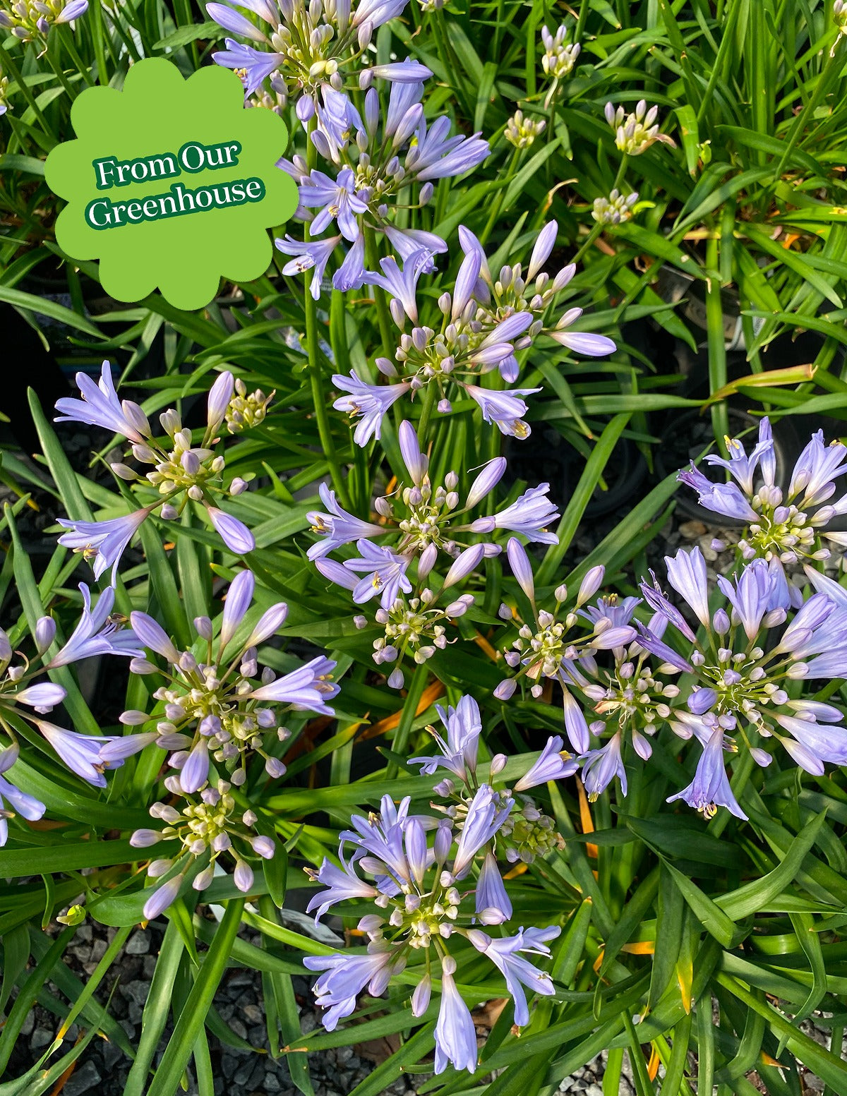 Baby PeteTM Agapanthus