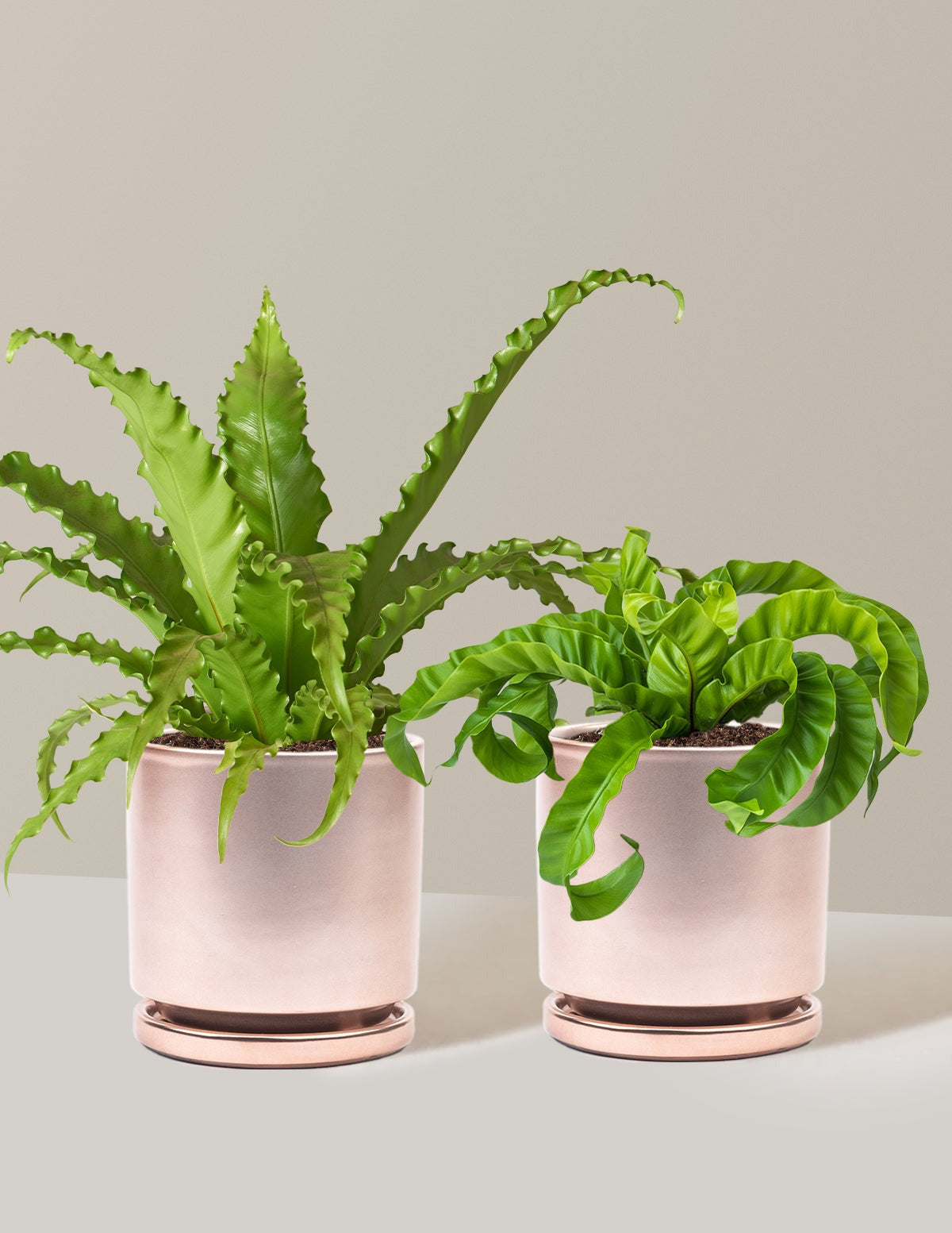 Fern Friends Duo