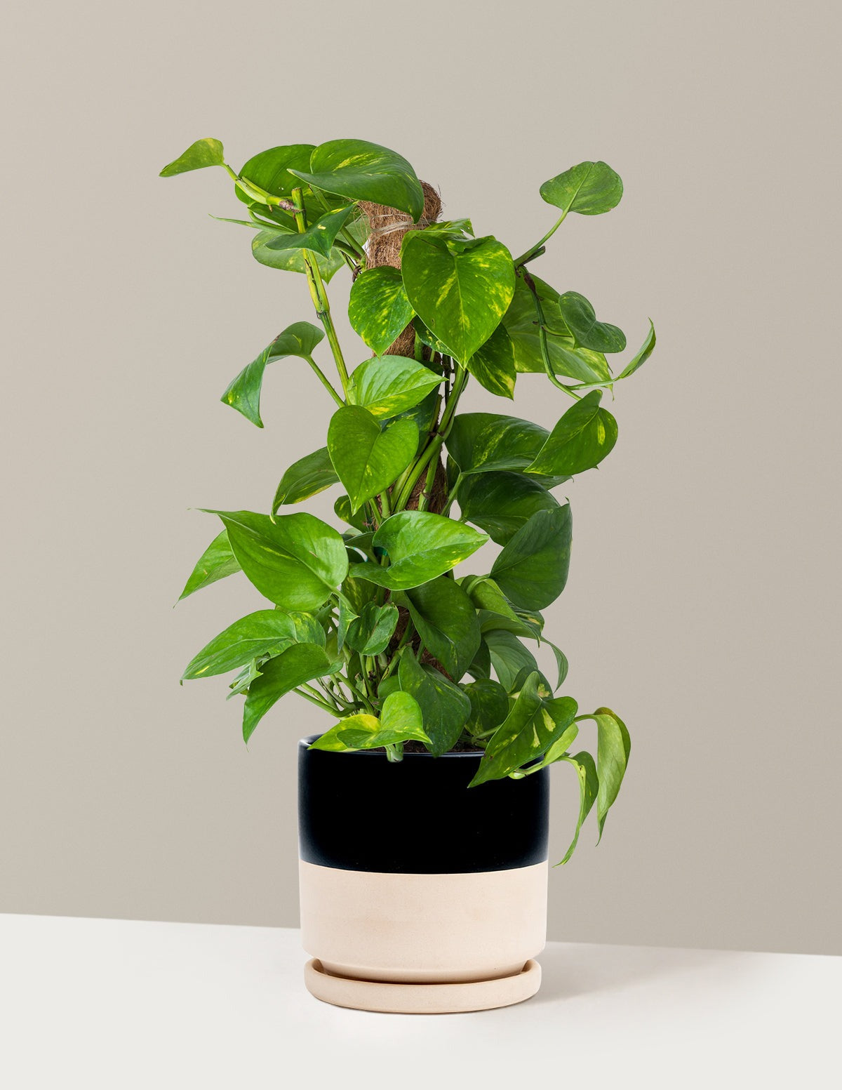 Golden Pothos Totem