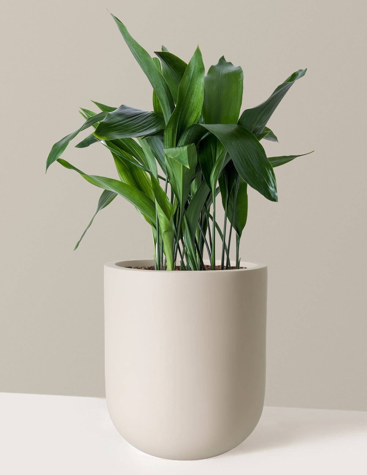 Large Cast Iron Plant