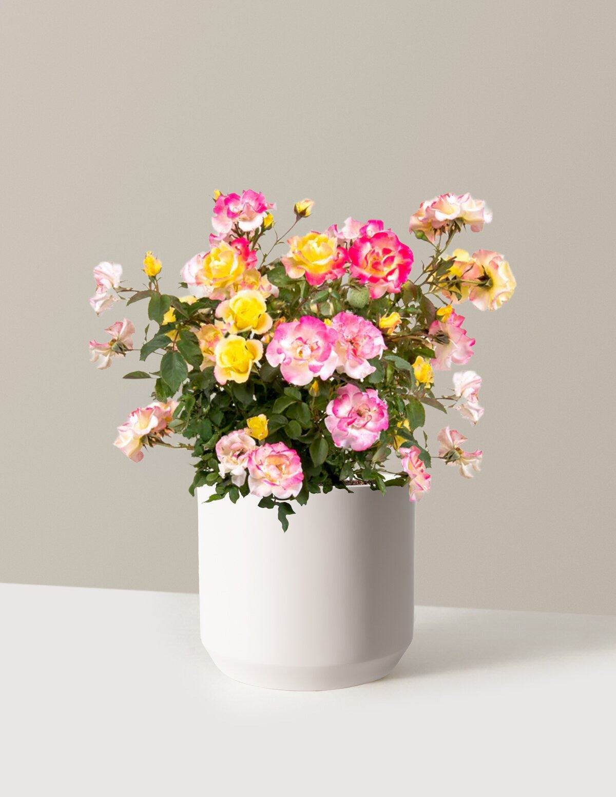 Gumball GoodyTM Rose