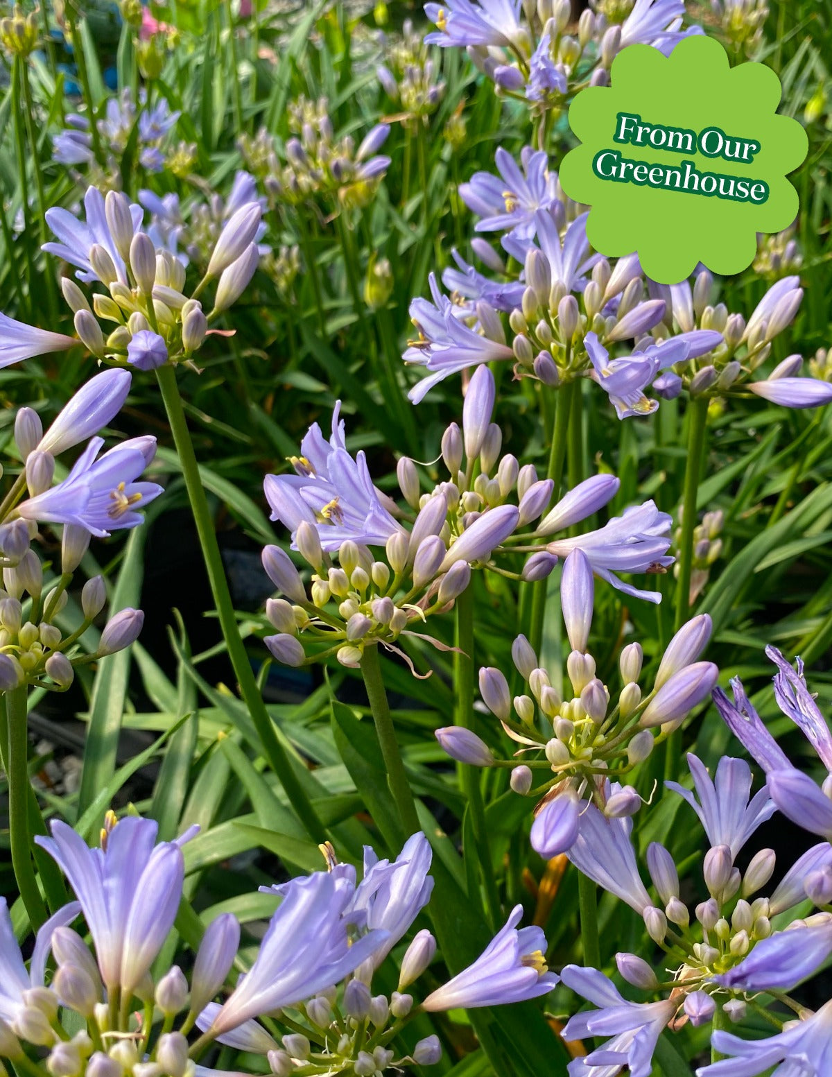 Baby PeteTM Agapanthus