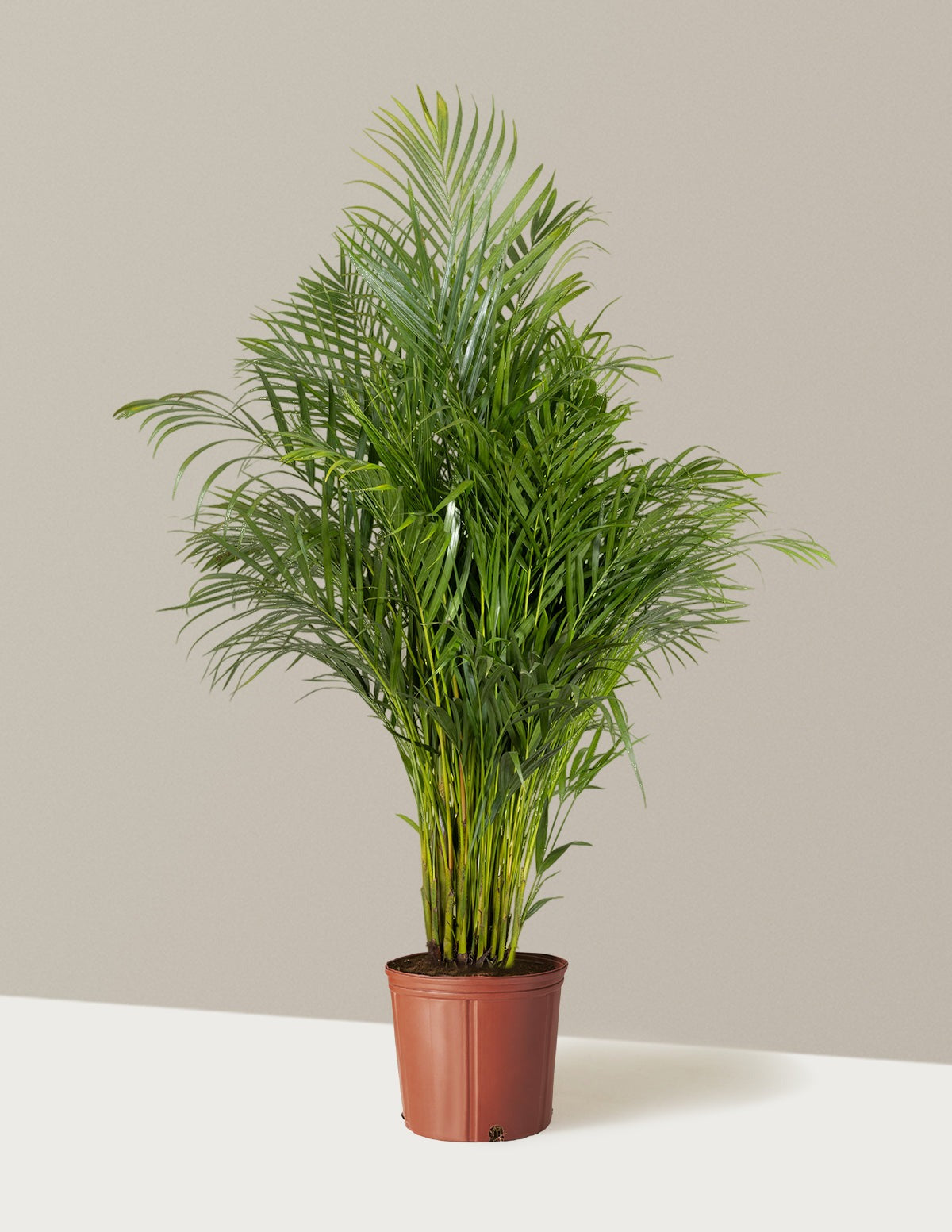 Areca Purifying Palm