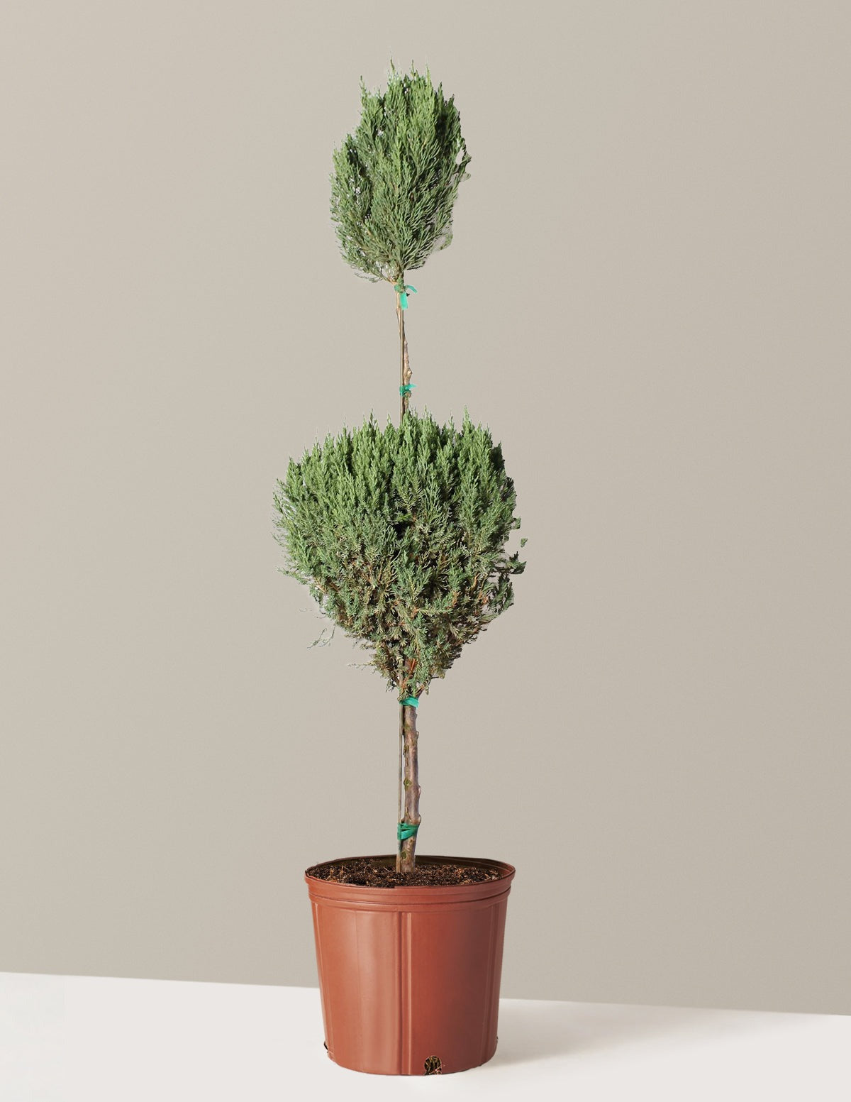 Blue Point Juniper Topiary Tree