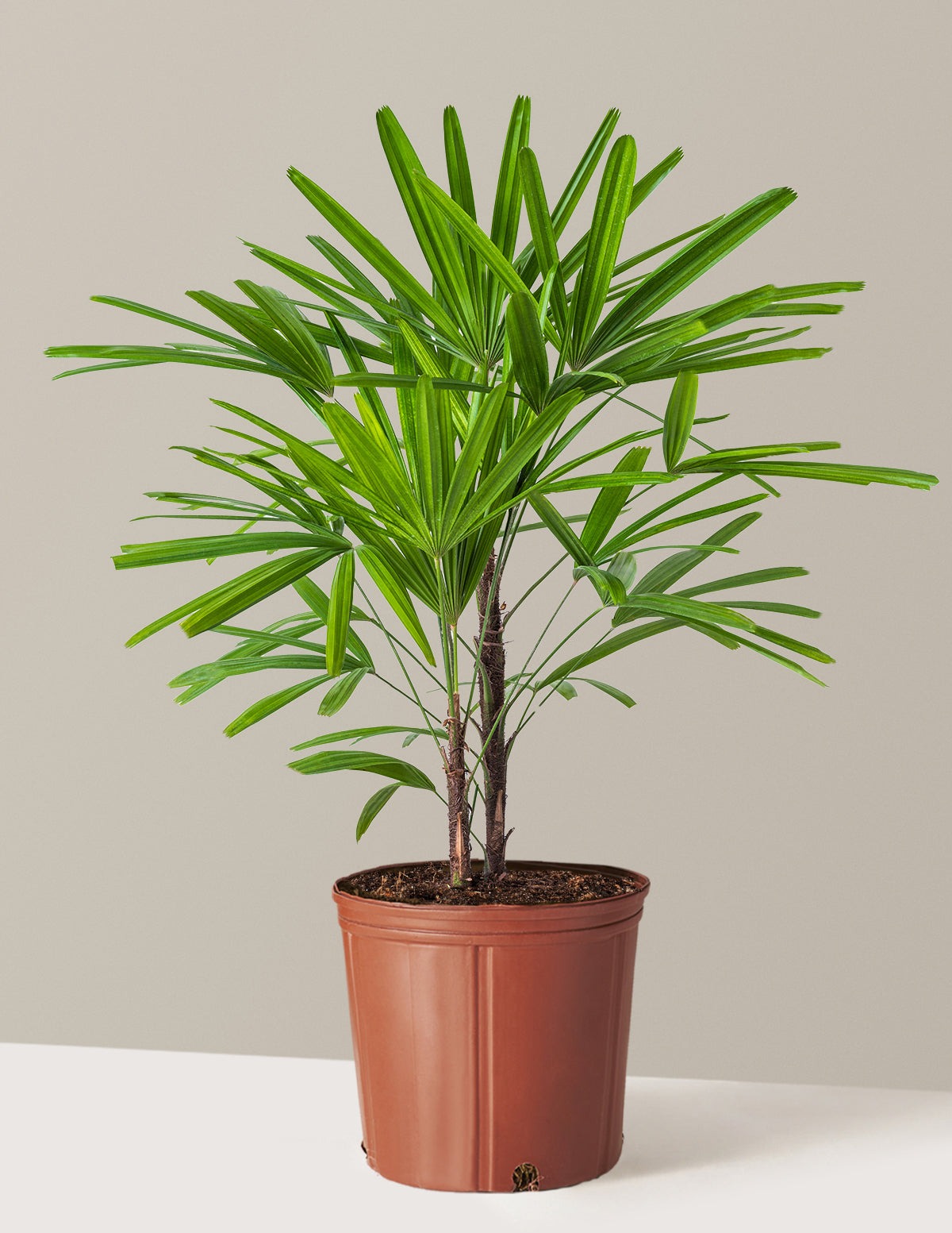 Large Lady Palm