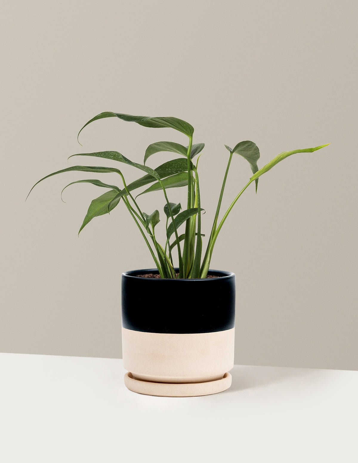 Monstera Burle Marx Flame