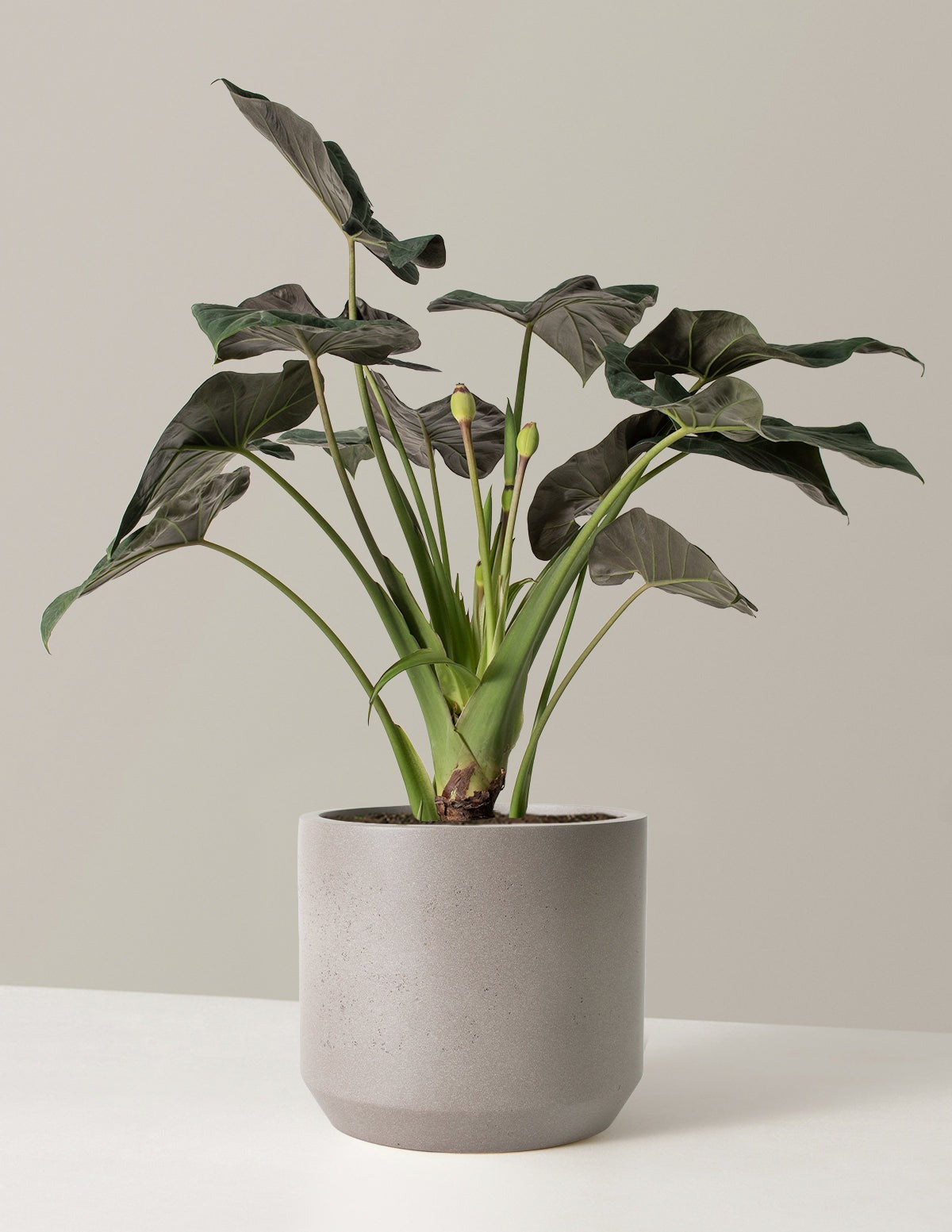 Large Alocasia Regal Shield
