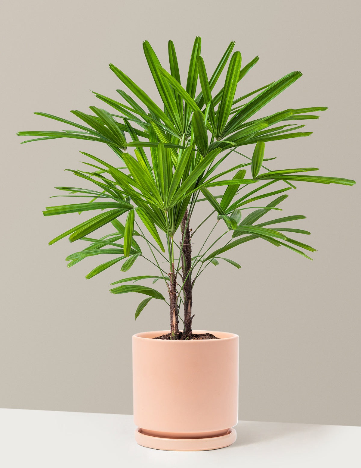 Large Lady Palm