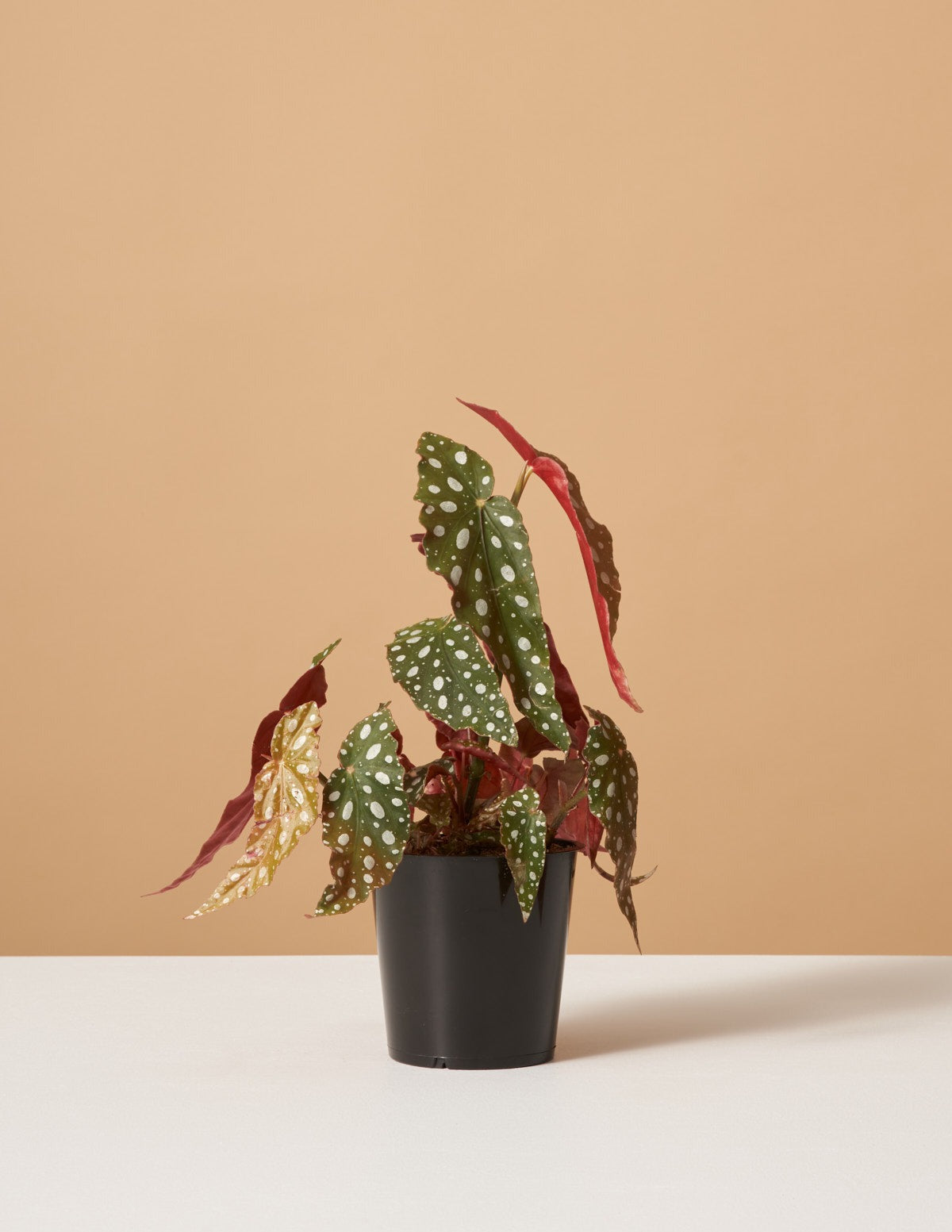 Angel Wings Begonia