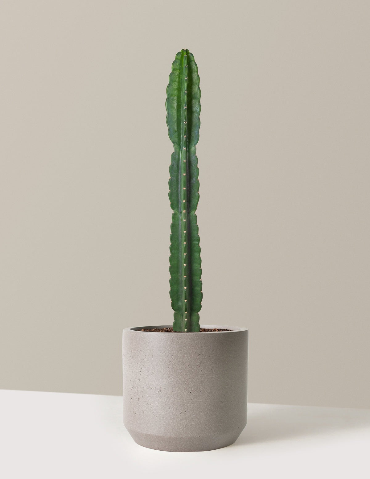 Cuddly Cactus