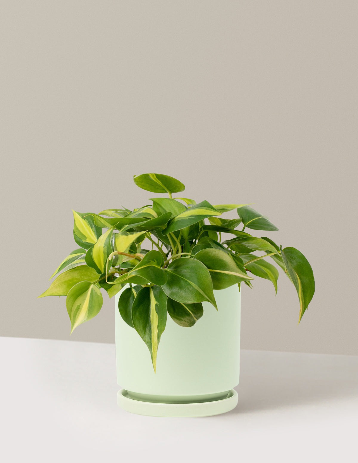 Philodendron Brasil