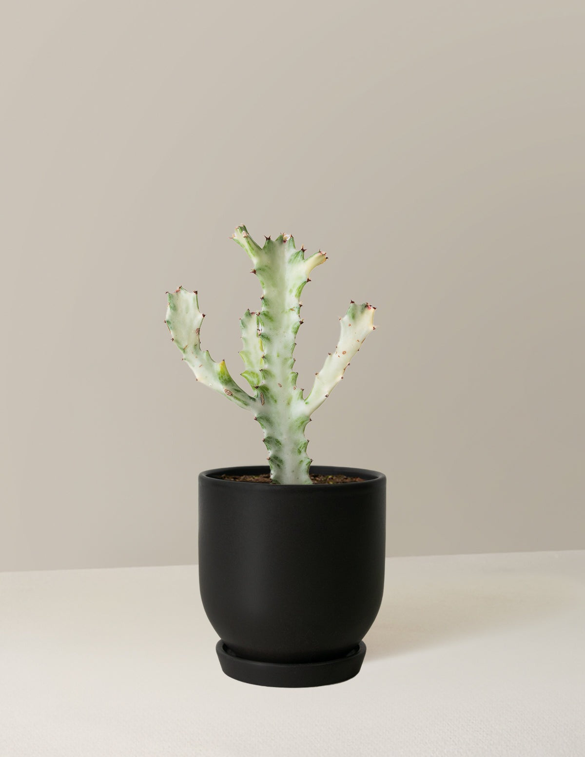 Euphorbia White Ghost