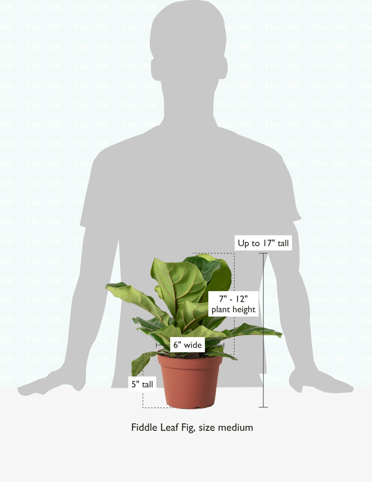 Fiddle Leaf Fig