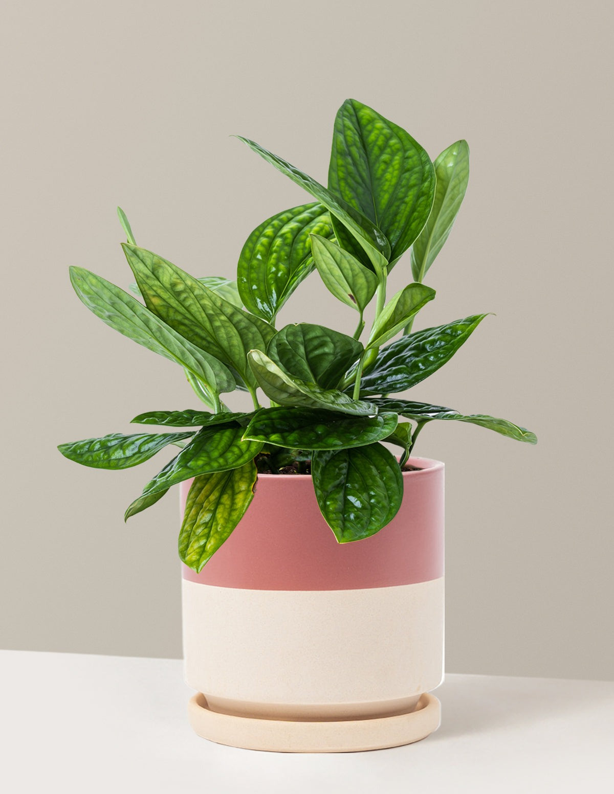 Monstera Peru