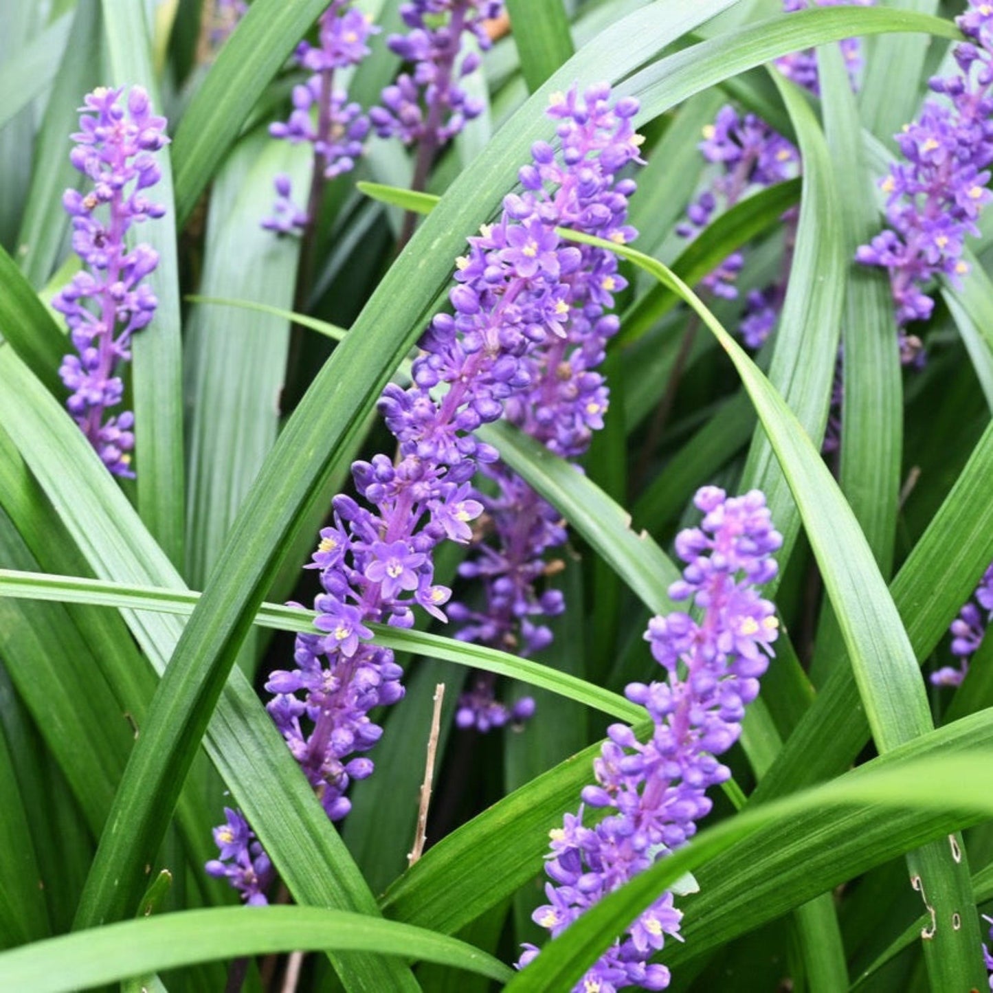 Purple ExplosionTM Lilyturf