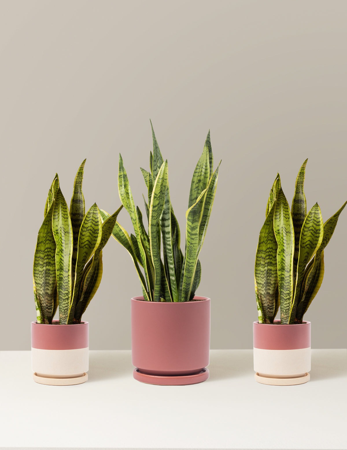 Air Purifying Trio