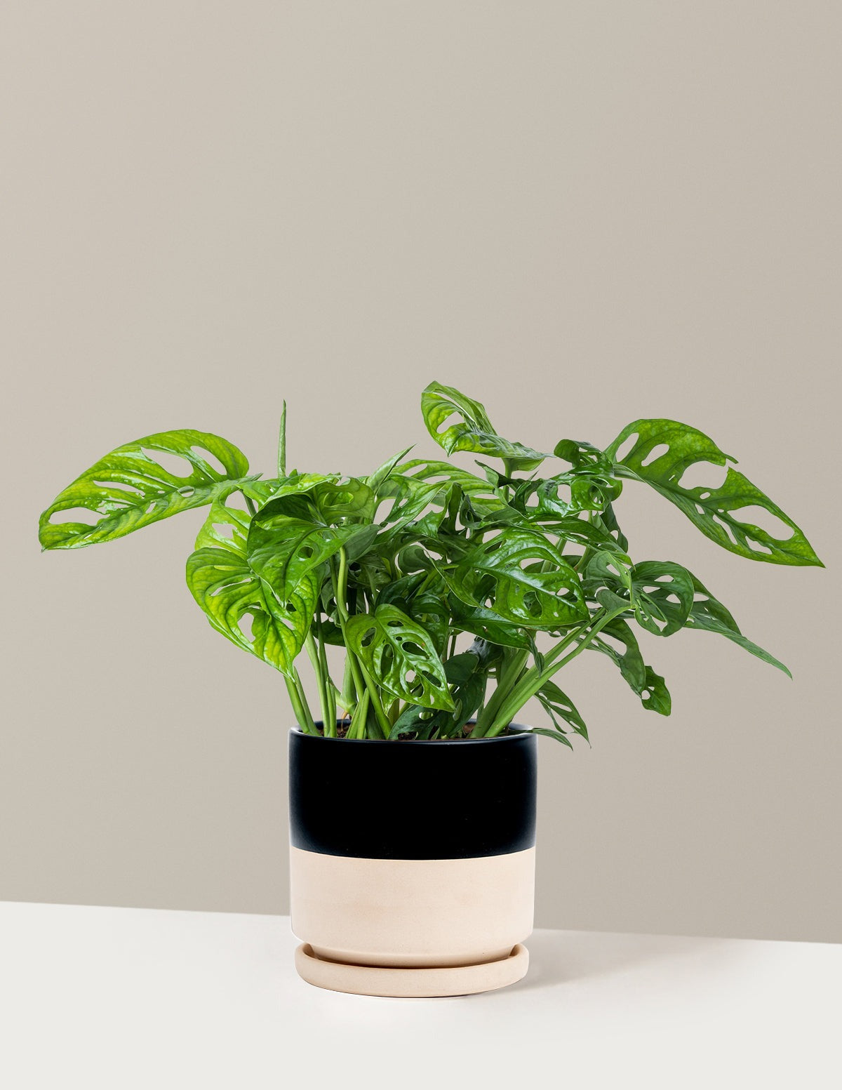 Monstera Adansonii