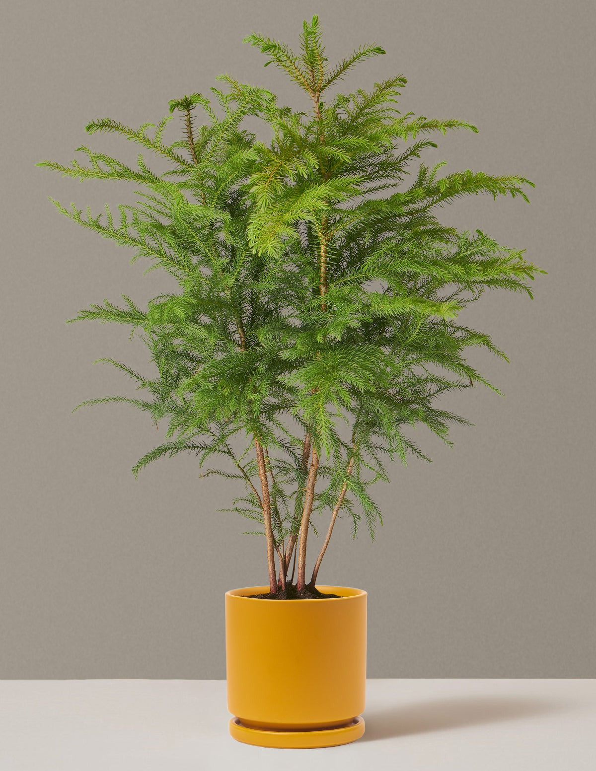 Norfolk Island Pine