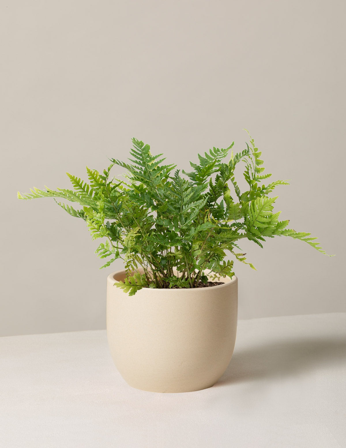 Japanese Shield Fern