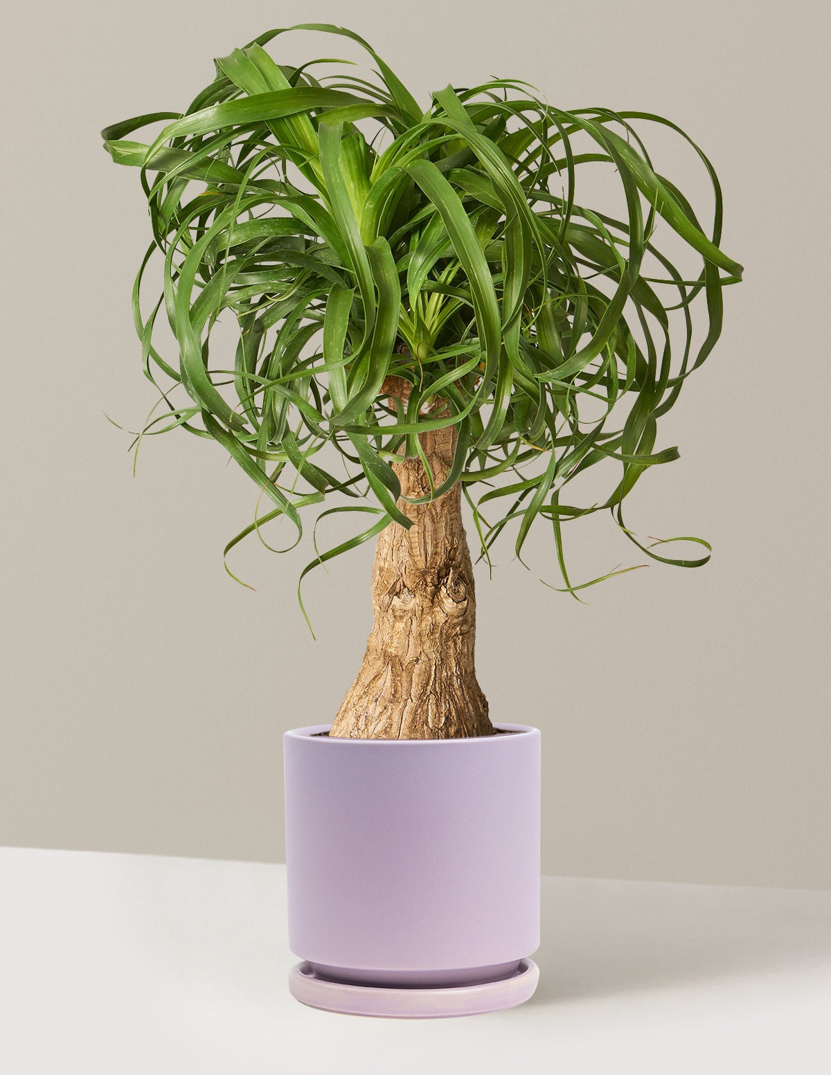 Ponytail Palm