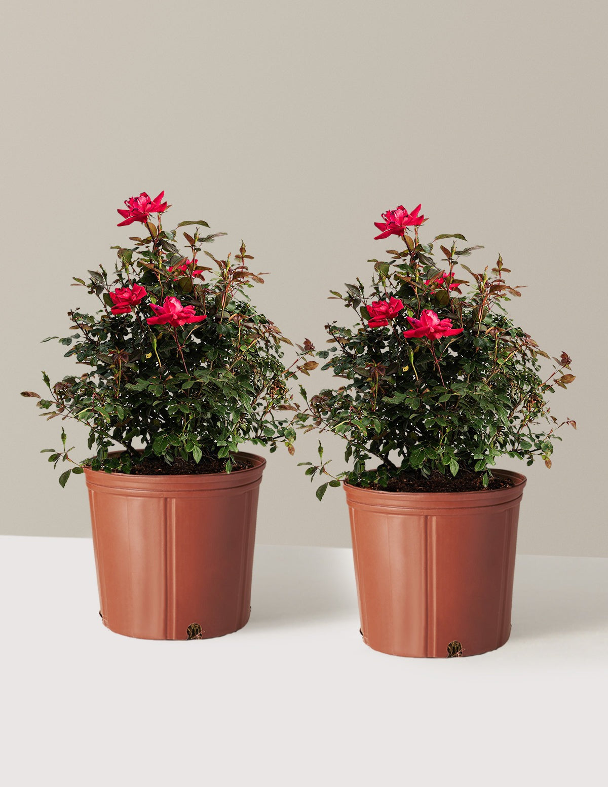 Double Knock Out® Rose