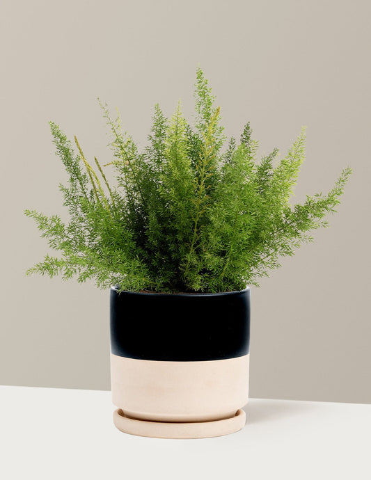 Foxtail Fern