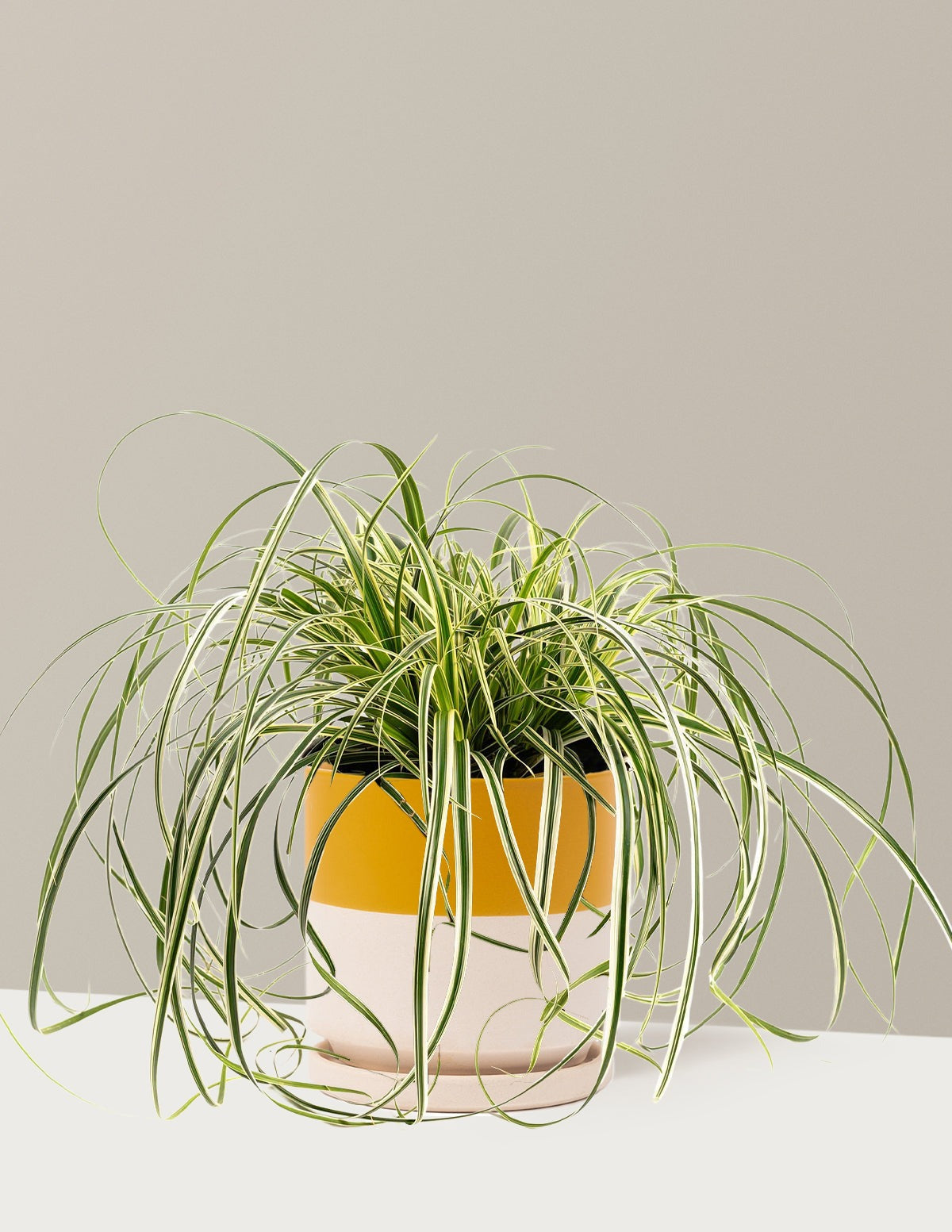 Carex Feather FallsTM