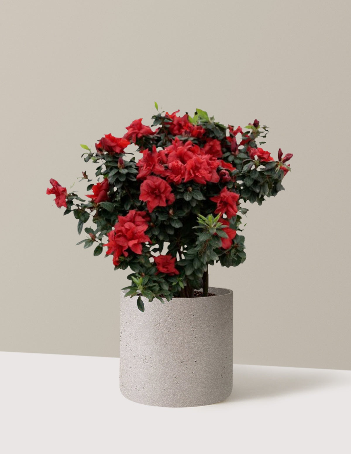 Ever AfterTM Ruby Azalea