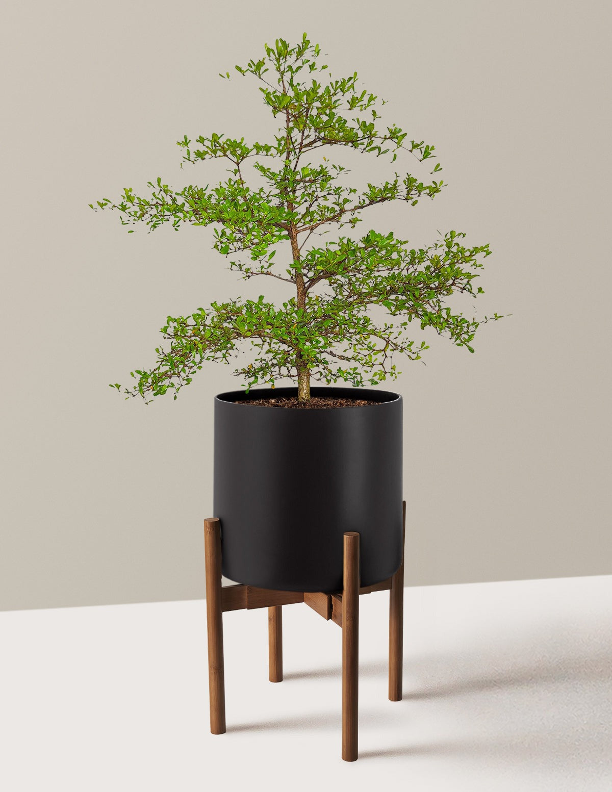 Black Olive Tree