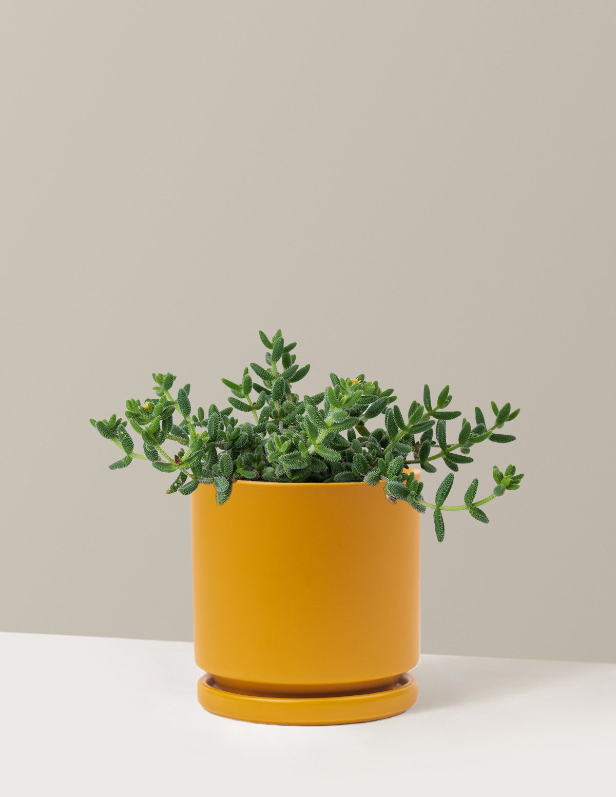 Pickle Plant