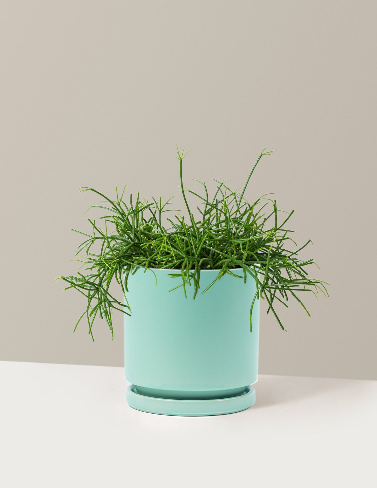 Mistletoe Cactus