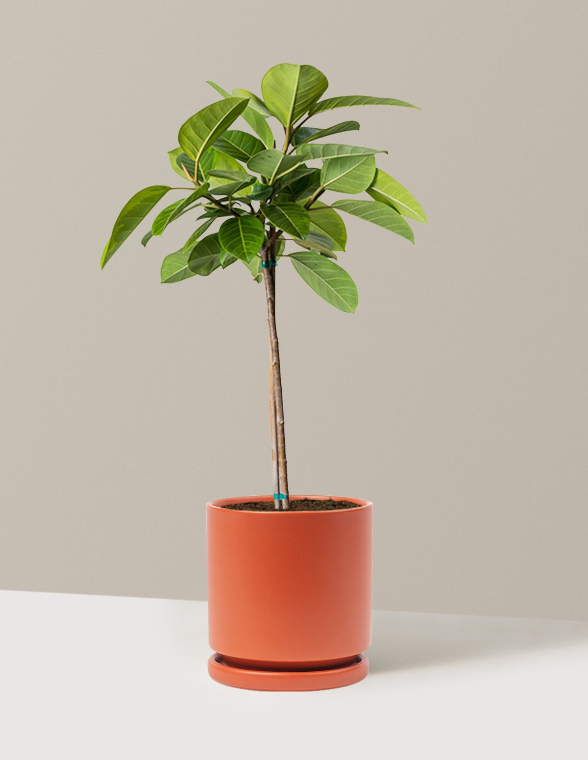 Large Ficus Altissima Tree