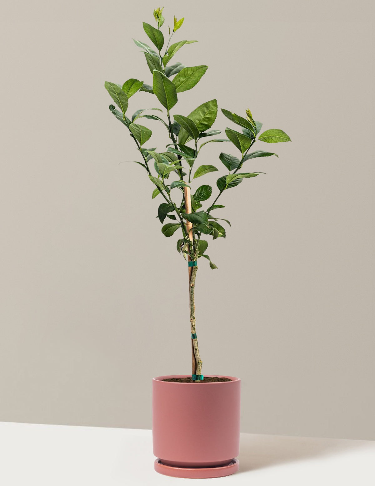 Meyer Lemon Tree