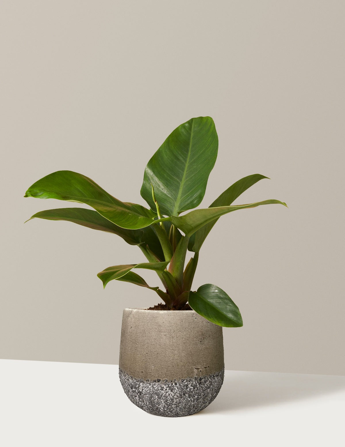 Philodendron Imperial Green
