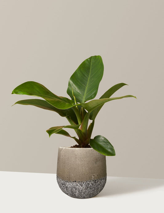 Philodendron Imperial Green