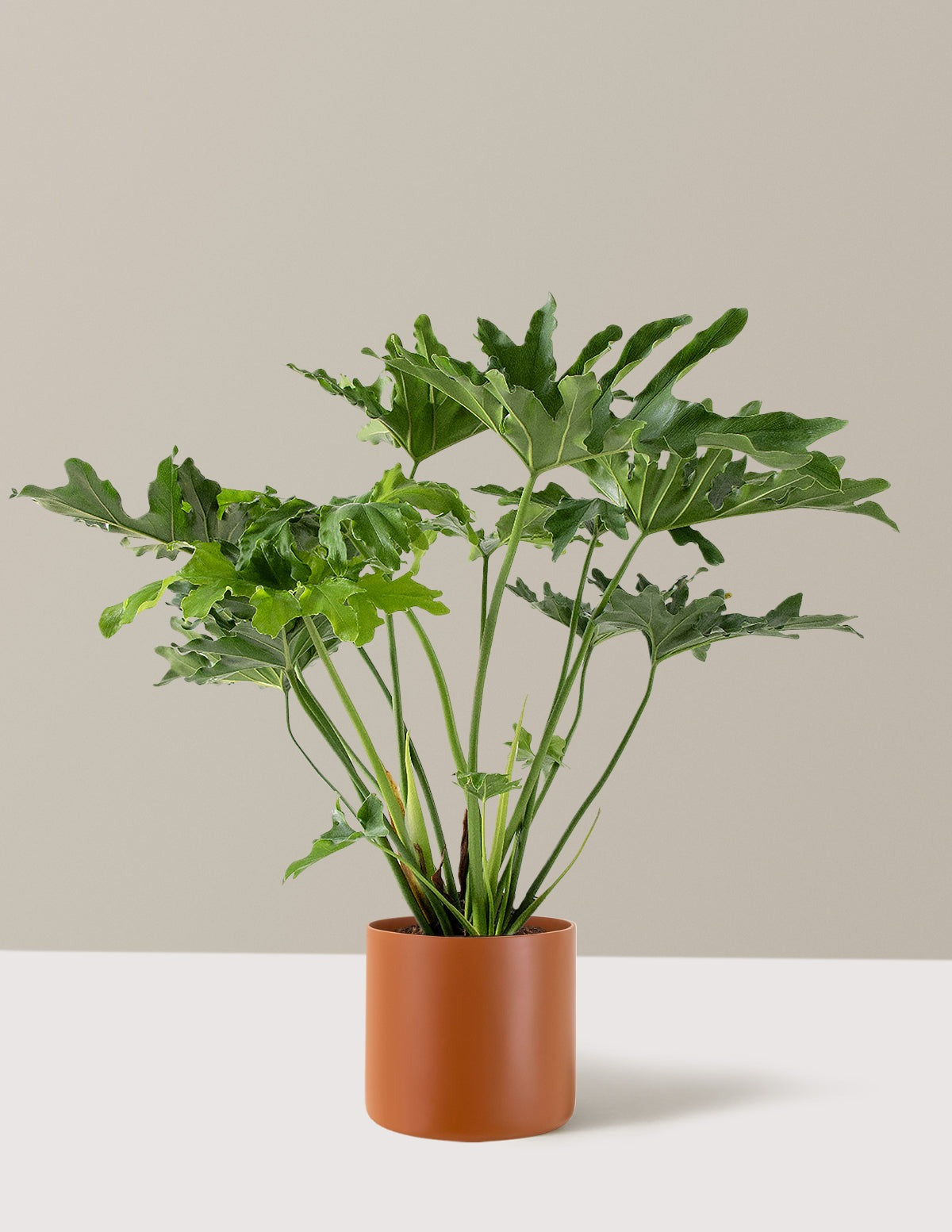 Large Philodendron Selloum Hope