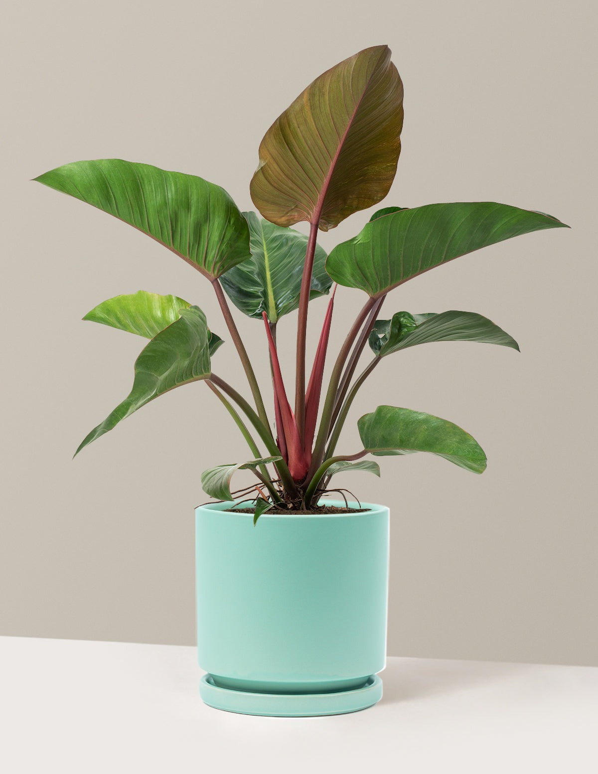 Large Philodendron Rojo Congo