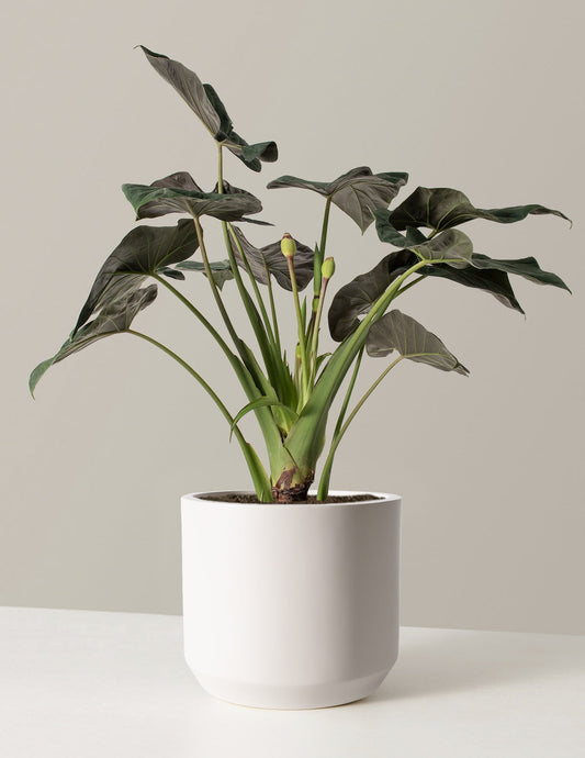 Large Alocasia Regal Shield