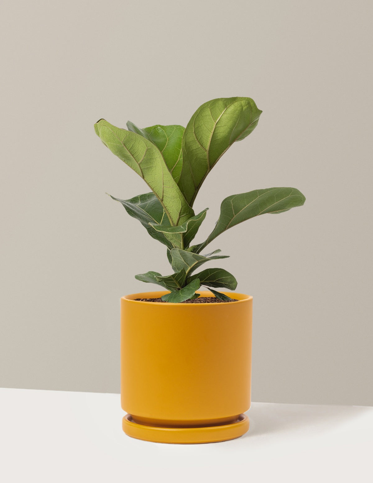 Fiddle Leaf Fig